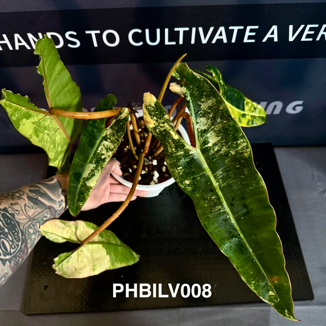 Philodendron Billietiae Variegated [PHBILV]