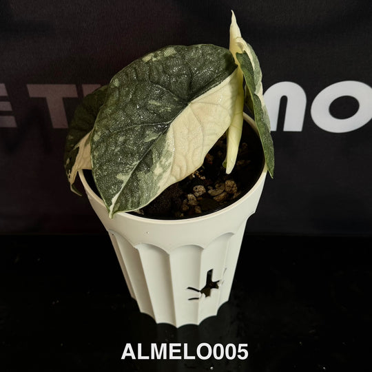 Alocasia Melo Albo Variegation【白锦哈密瓜】 [ALMELO]