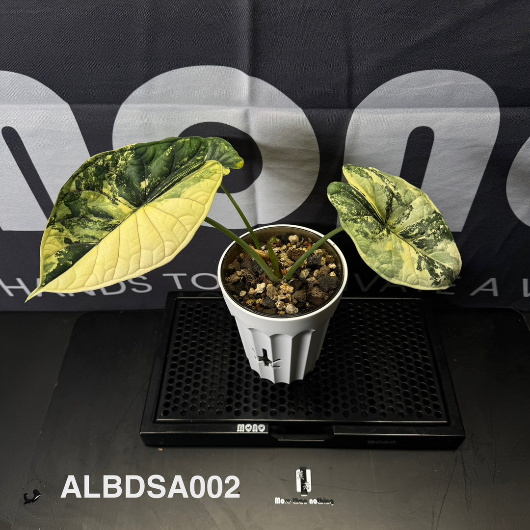 Alocasia Baginda【Dragon Scale】Albo Variegated【白锦龙鳞】[ALBDSA]