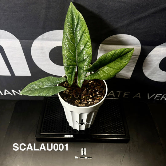 Alocasia Scalprum Aurea Variegation【黄锦板盾】[SCALAU]