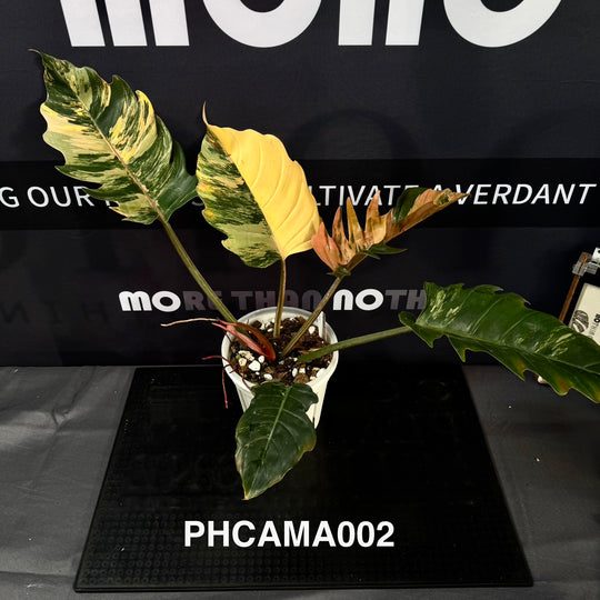 Philodendron【Caramel Marble】【焦糖大理石】[PHCAMA]