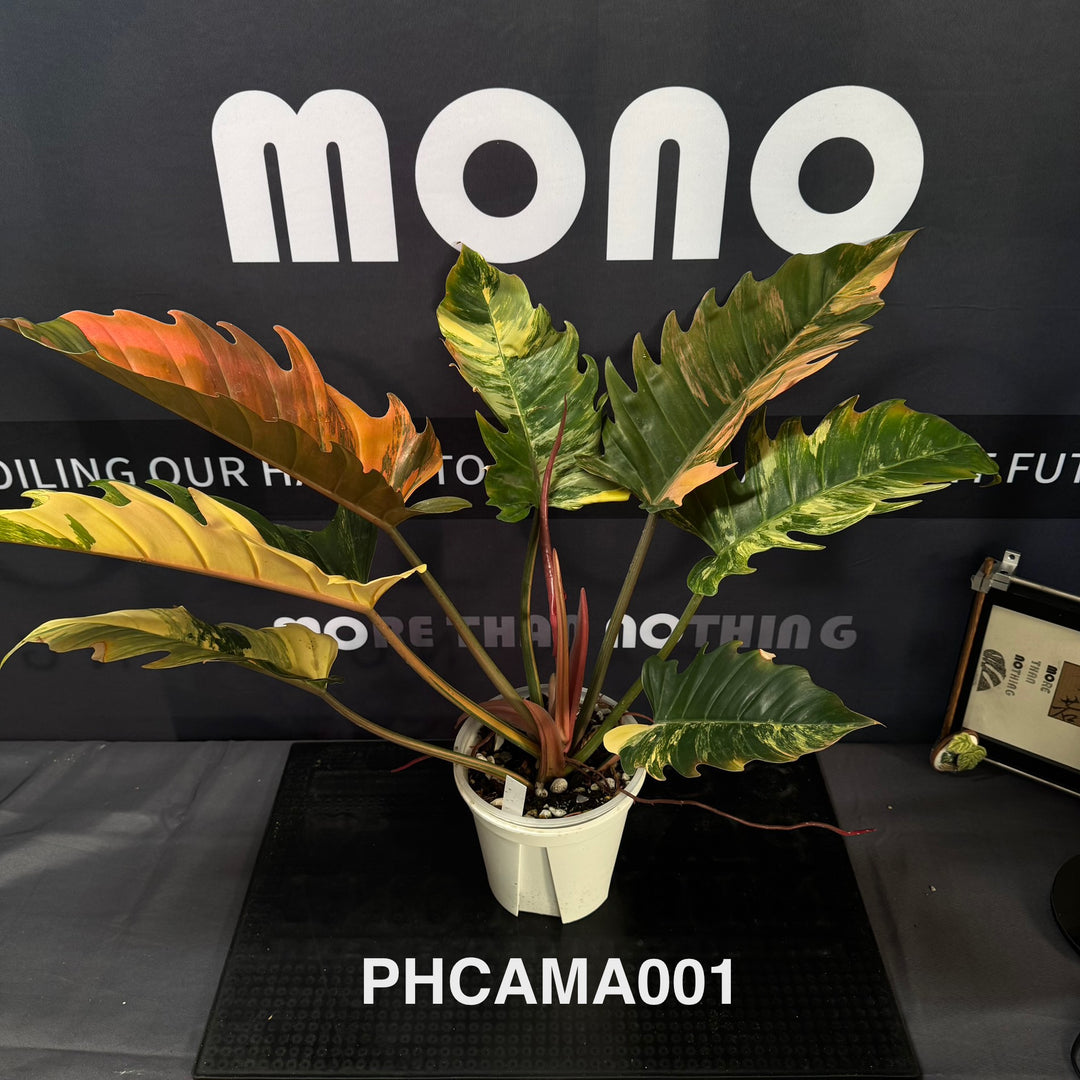 Philodendron【Caramel Marble】【焦糖大理石】[PHCAMA]