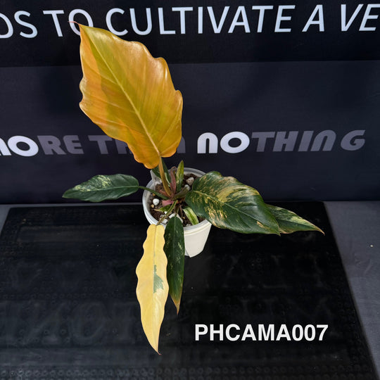 Philodendron【Caramel Marble】【焦糖大理石】[PHCAMA]