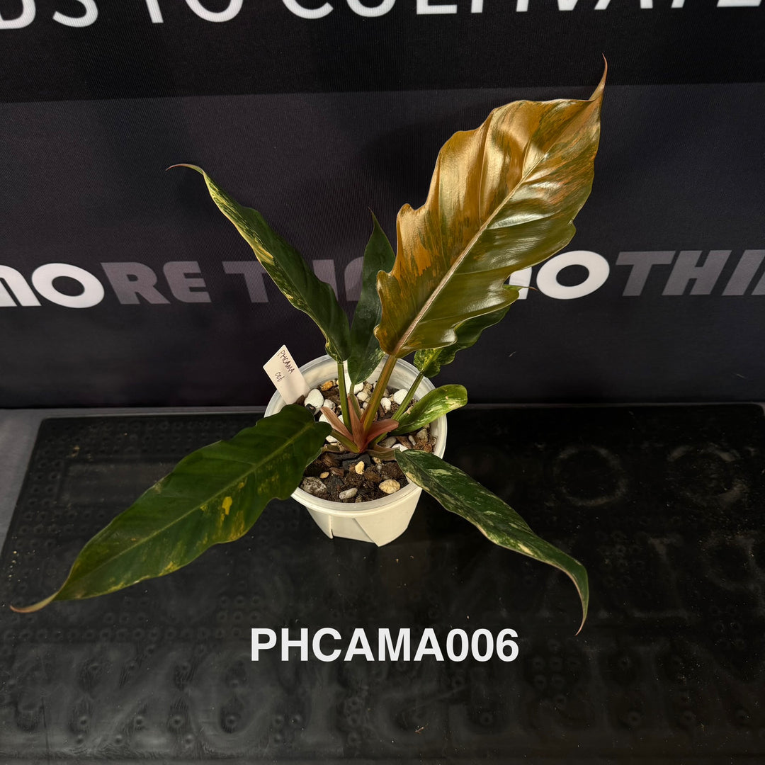 Philodendron【Caramel Marble】【焦糖大理石】[PHCAMA]