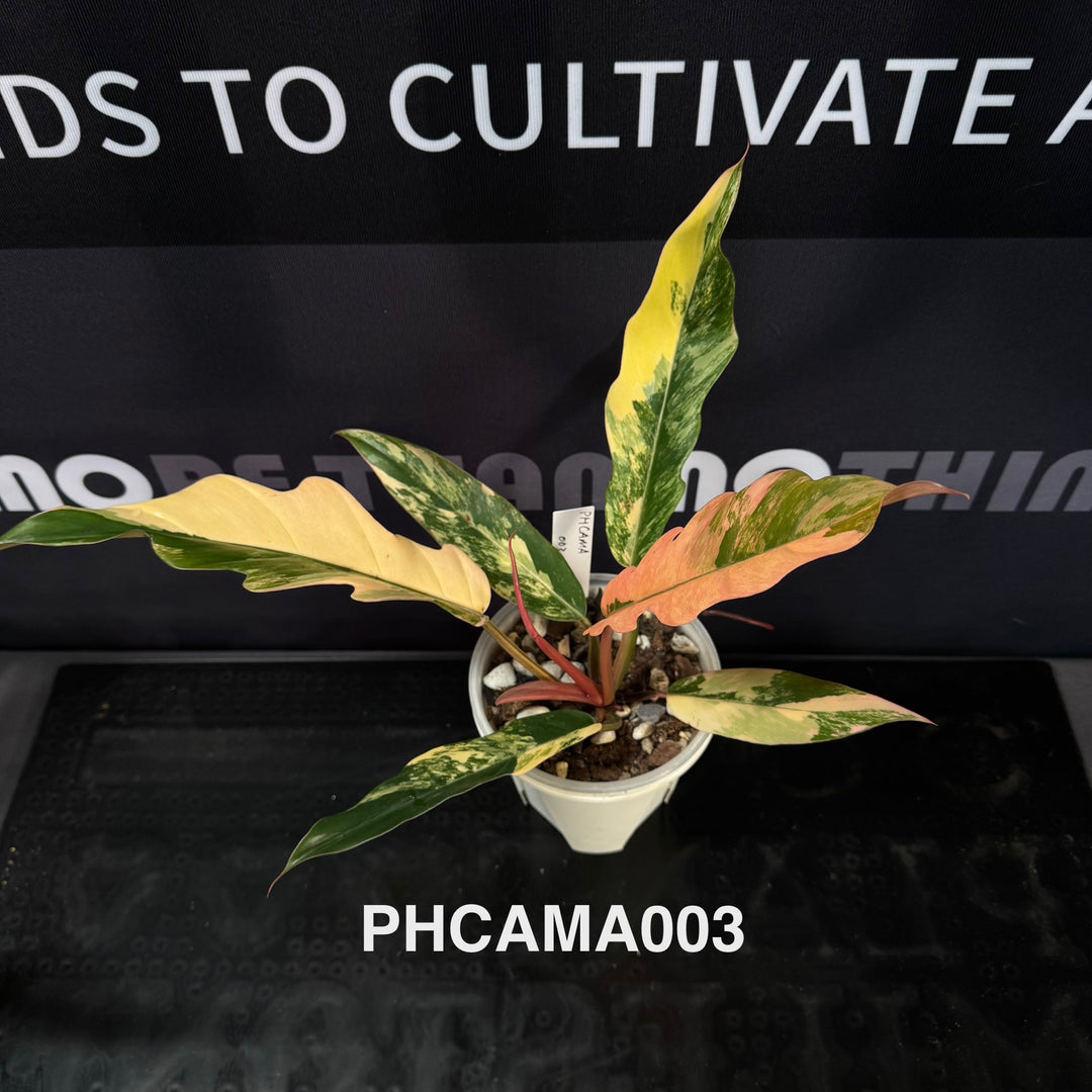 Philodendron【Caramel Marble】【焦糖大理石】[PHCAMA]