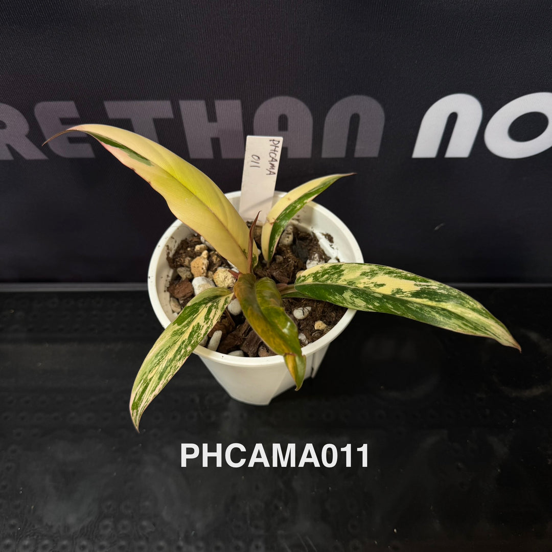 Philodendron【Caramel Marble】【焦糖大理石】[PHCAMA]