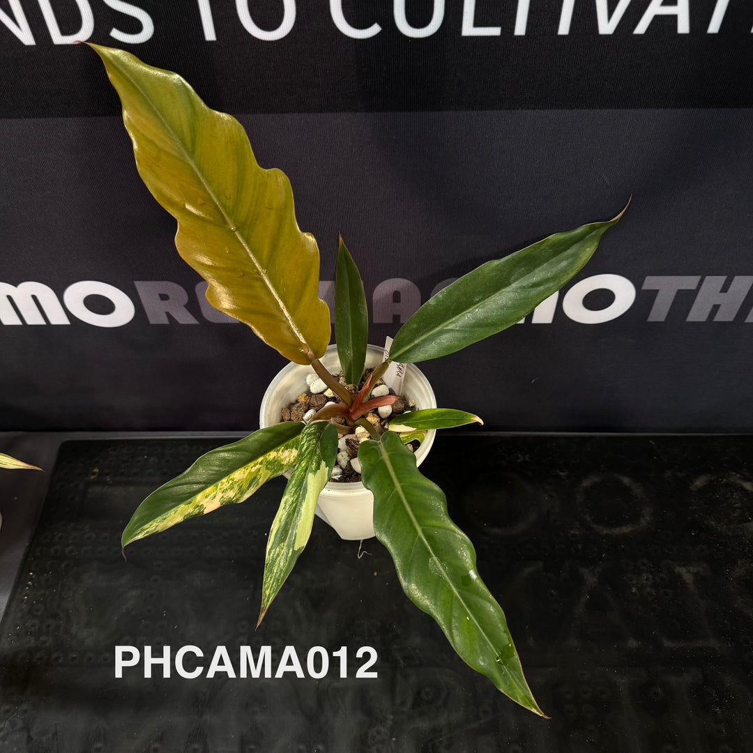 Philodendron【Caramel Marble】【焦糖大理石】[PHCAMA]