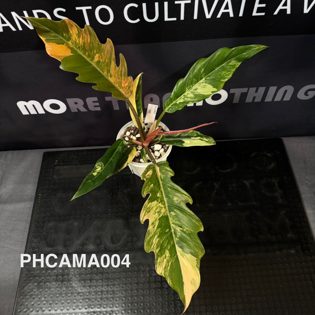 Philodendron【Caramel Marble】【焦糖大理石】[PHCAMA]