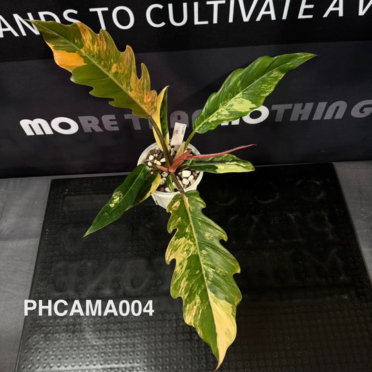 Philodendron【Caramel Marble】【焦糖大理石】[PHCAMA]