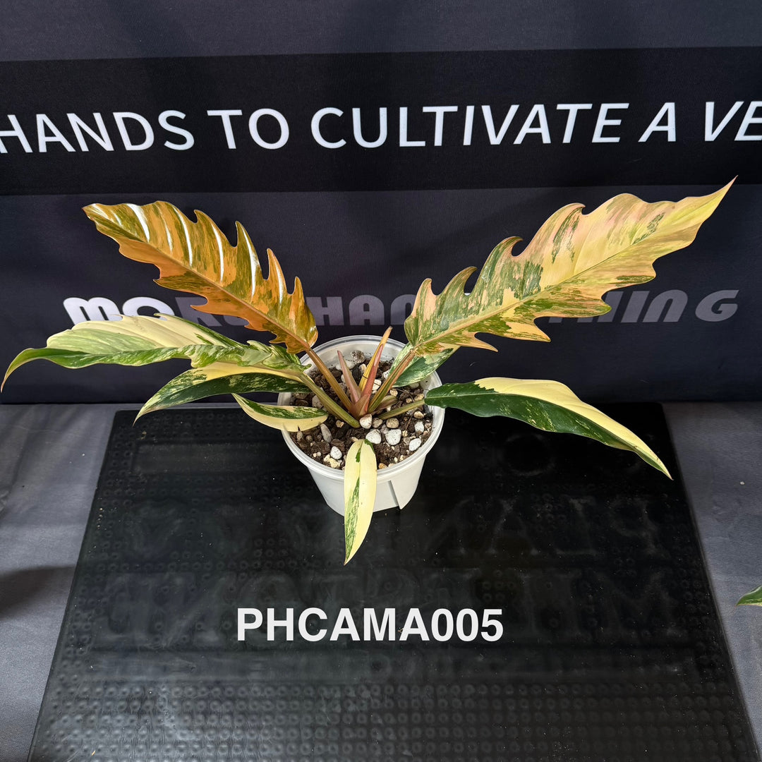 Philodendron【Caramel Marble】【焦糖大理石】[PHCAMA]