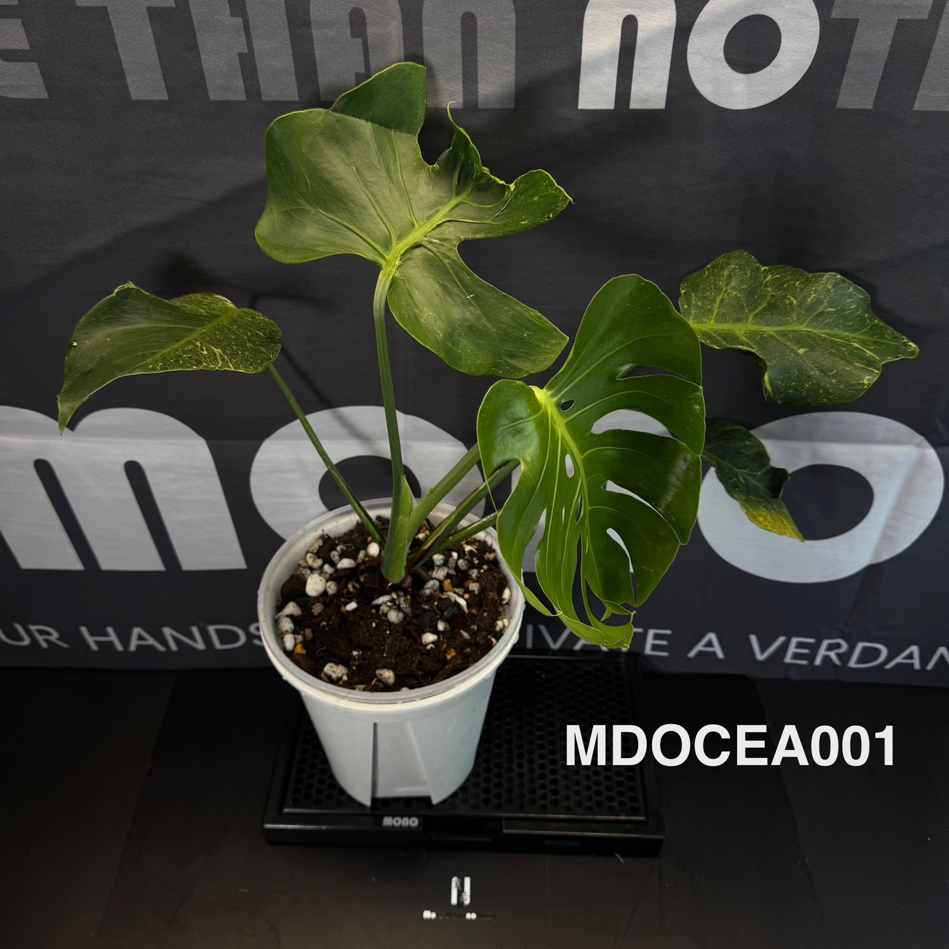 Monstera Deliciosa 【Oceana 'Thunder Bolt'】【闪电霹雳】[MDOCEA