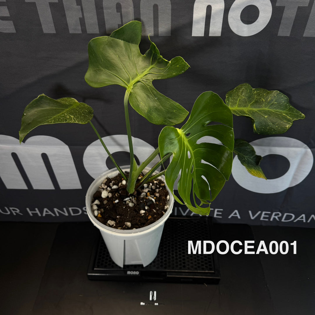 Monstera Deliciosa 【Oceana 'Thunder Bolt'】【闪电霹雳】[MDOCEA]
