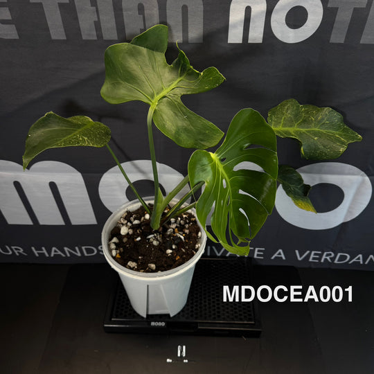 Monstera Deliciosa 【Oceana 'Thunder Bolt'】【闪电霹雳】[MDOCEA]