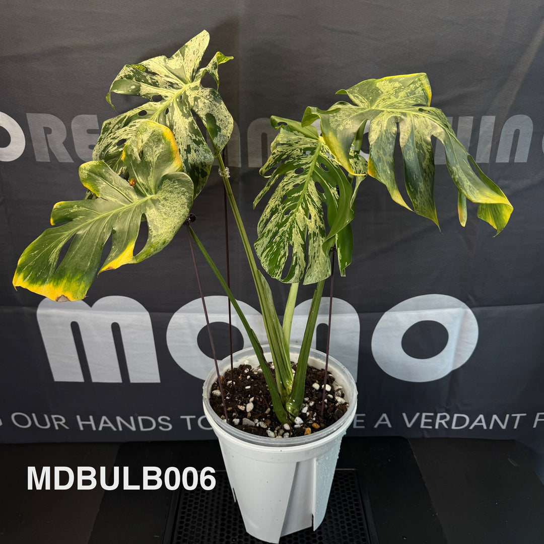 Monstera Deliciosa 【Bulbasaur】【妙蛙种子】[MDBULB]