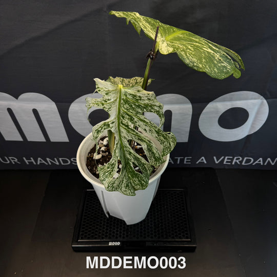 Monstera Deliciosa【Devil Monster】【薄荷芯片】[MDDEMO]