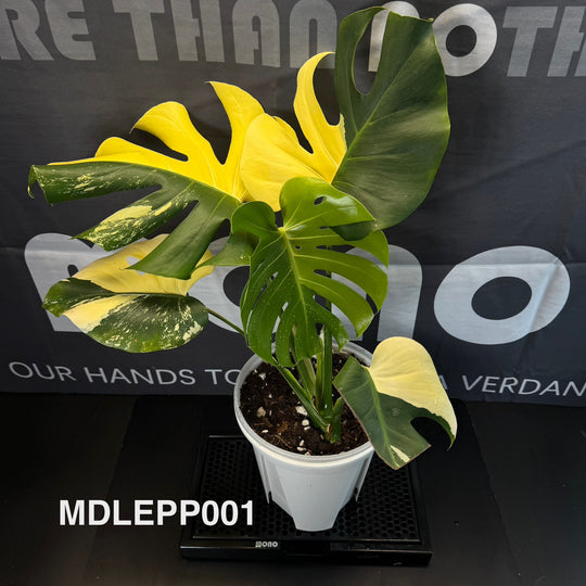 Monstera Deliciosa【Lemon Pom Pom】【柠檬泡泡】[MDLEPP]