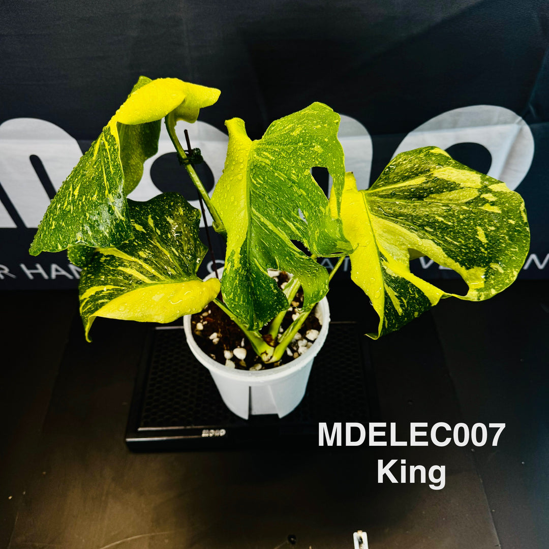 Monstera Deliciosa 【Electrolyte Series】【灯泡/电光系列】[MDELEC]