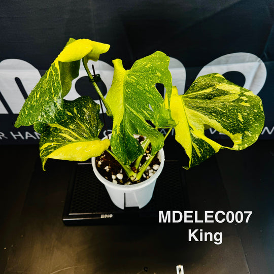 Monstera Deliciosa 【Electrolyte Series】【灯泡/电光系列】[MDELEC]