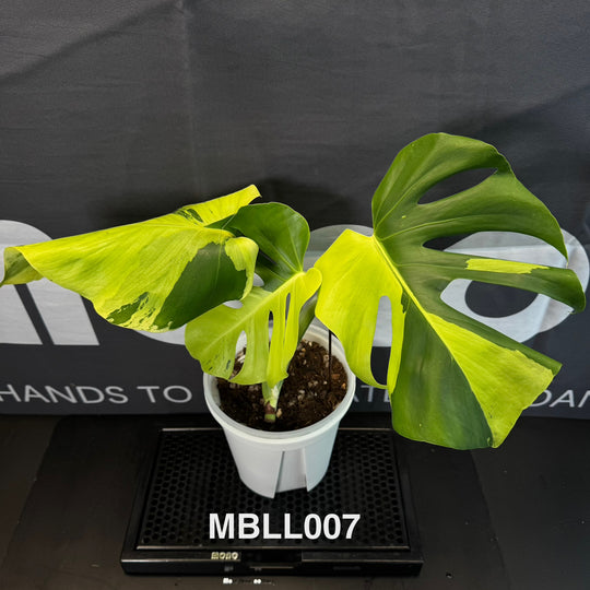 Monstera Borsigiana【Light Lime】[MBLL]