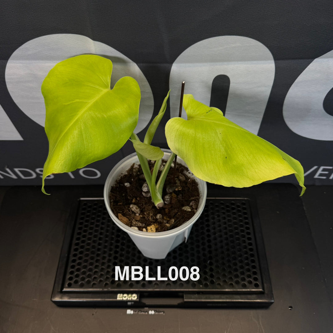 Monstera Borsigiana【Light Lime】[MBLL]
