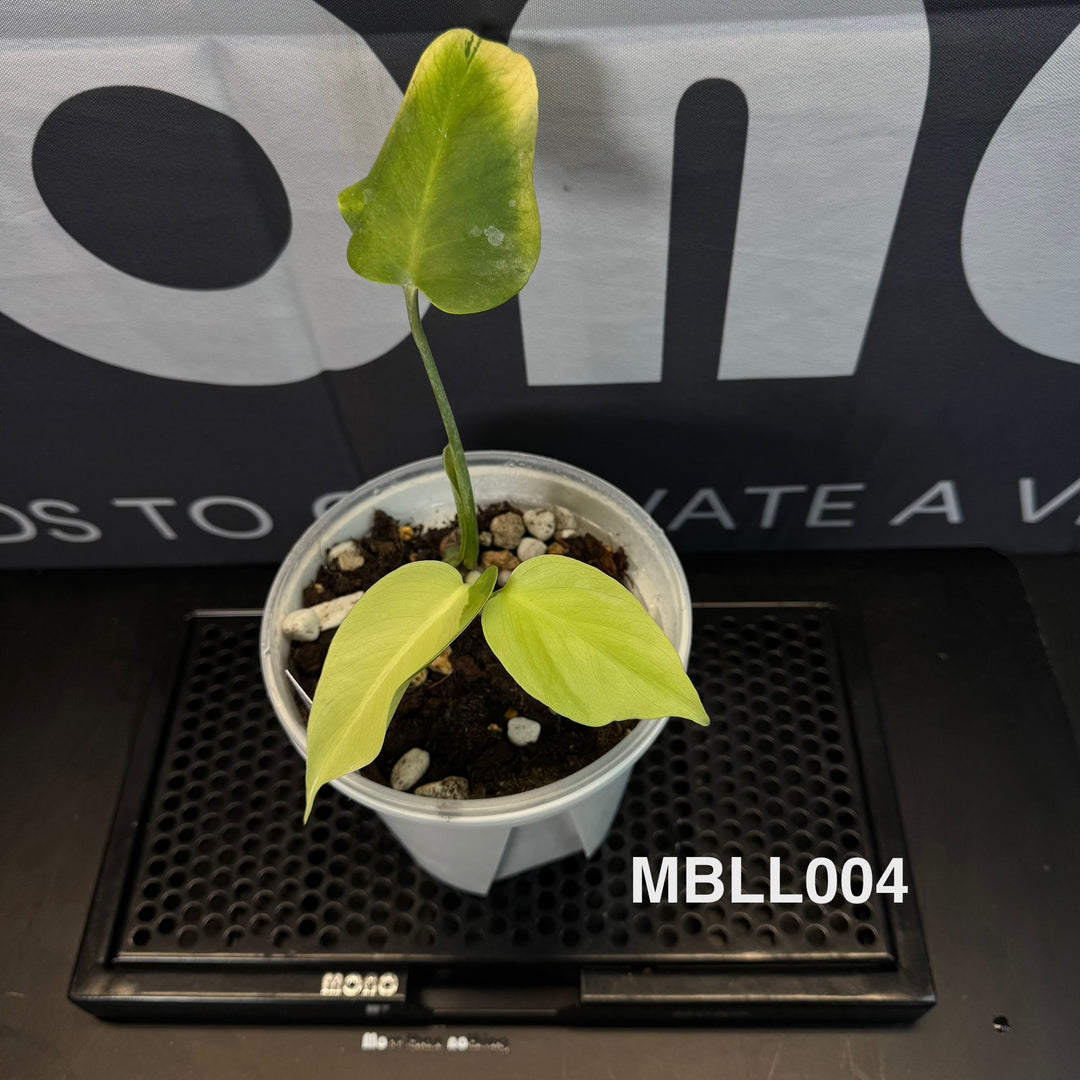 Monstera Borsigiana【Light Lime】[MBLL]