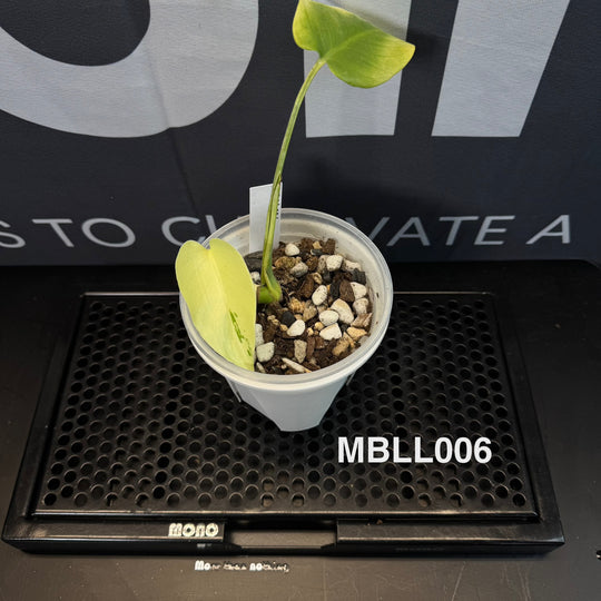 Monstera Borsigiana【Light Lime】[MBLL]