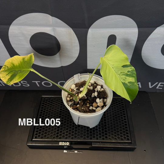 Monstera Borsigiana【Light Lime】[MBLL]