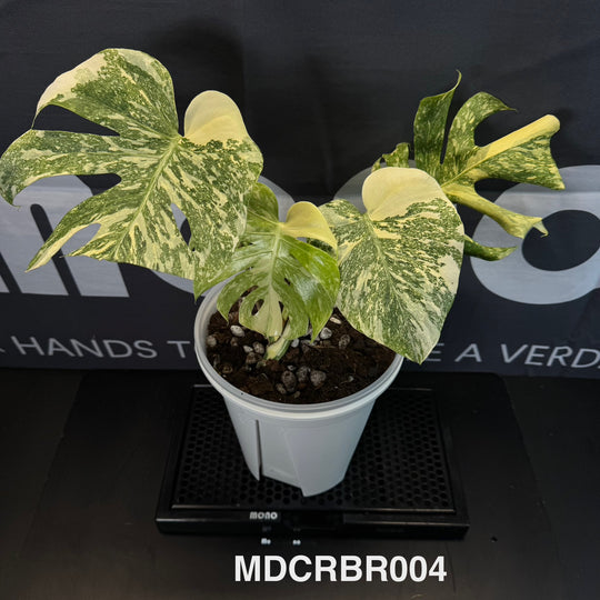 Monstera Deliciosa 【Creme Brulee】【焦糖布丁】[MDCRBR]
