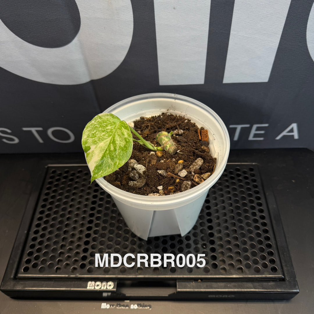 Monstera Deliciosa 【Creme Brulee】【焦糖布丁】[MDCRBR]