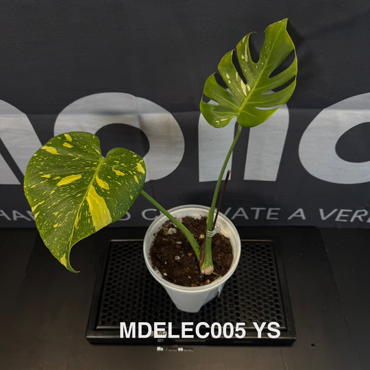 Monstera Deliciosa 【Electrolyte Series】【灯泡/电光系列】[MDELEC]