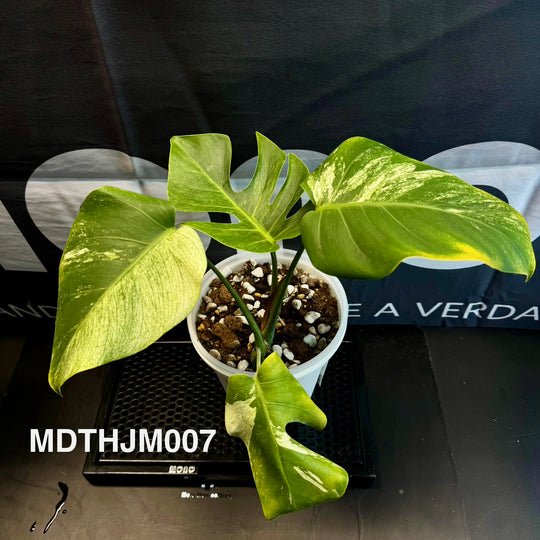Monstera Deliciosa【Thai Jungle Mint】【泰国薄荷】[MDTHJM]