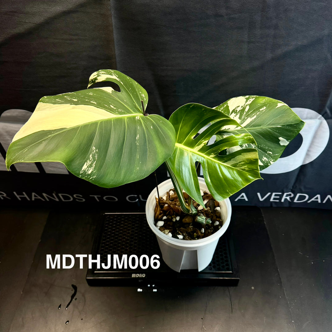 Monstera Deliciosa【Thai Jungle Mint】【泰国薄荷】[MDTHJM]