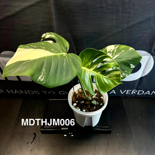 Monstera Deliciosa【Thai Jungle Mint】【泰国薄荷】[MDTHJM]