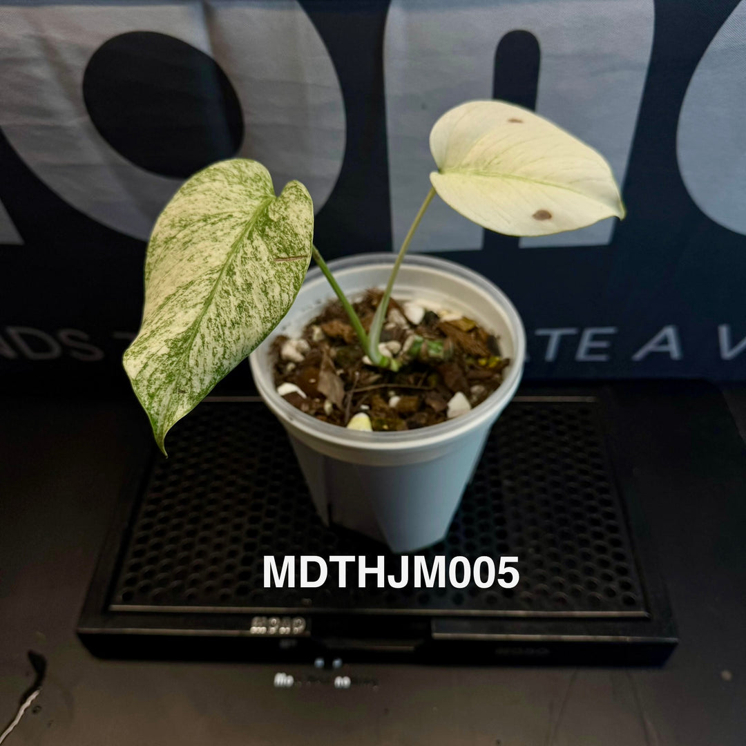 Monstera Deliciosa【Thai Jungle Mint】【泰国薄荷】[MDTHJM]