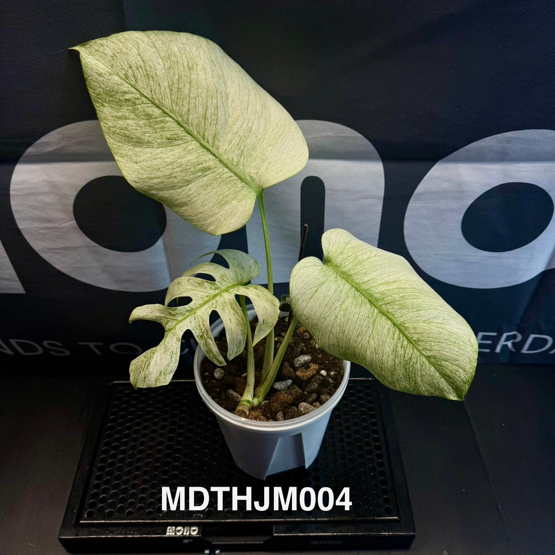 Monstera Deliciosa【Thai Jungle Mint】【泰国薄荷】[MDTHJM]