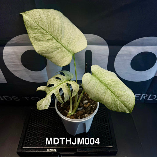 Monstera Deliciosa【Thai Jungle Mint】【泰国薄荷】[MDTHJM]