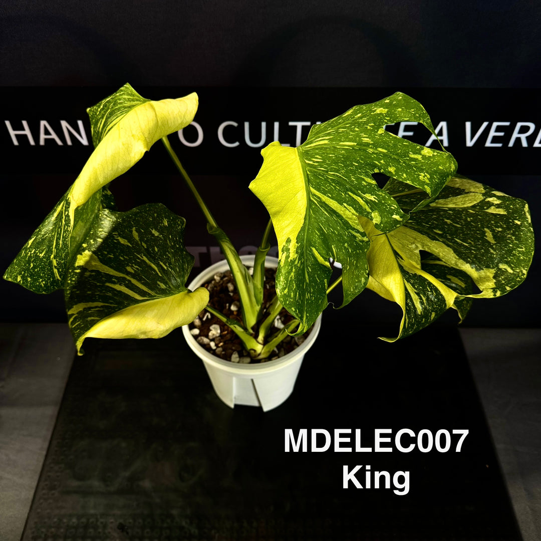 Monstera Deliciosa 【Electrolyte Series】【灯泡/电光系列】[MDELEC]