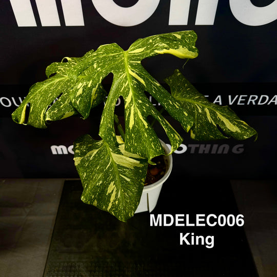Monstera Deliciosa 【Electrolyte Series】【灯泡/电光系列】[MDELEC]