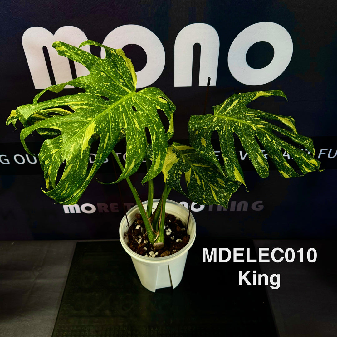 Monstera Deliciosa 【Electrolyte Series】【灯泡/电光系列】[MDELEC]
