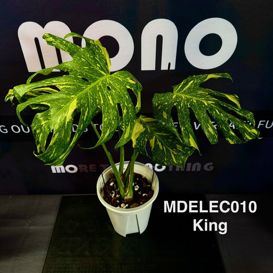 Monstera Deliciosa 【Electrolyte Series】【灯泡/电光系列】[MDELEC]