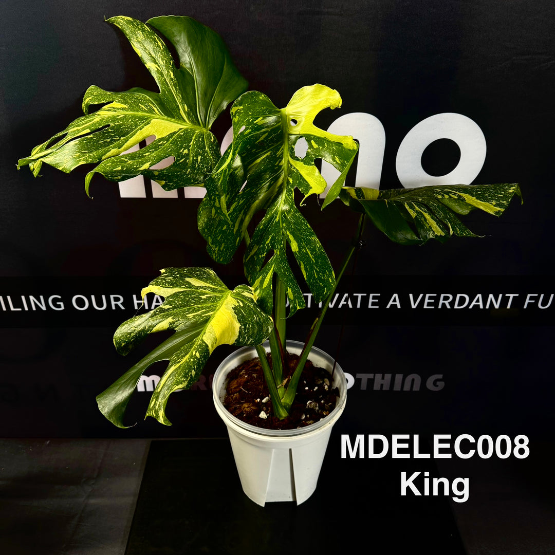 Monstera Deliciosa 【Electrolyte Series】【灯泡/电光系列】[MDELEC]