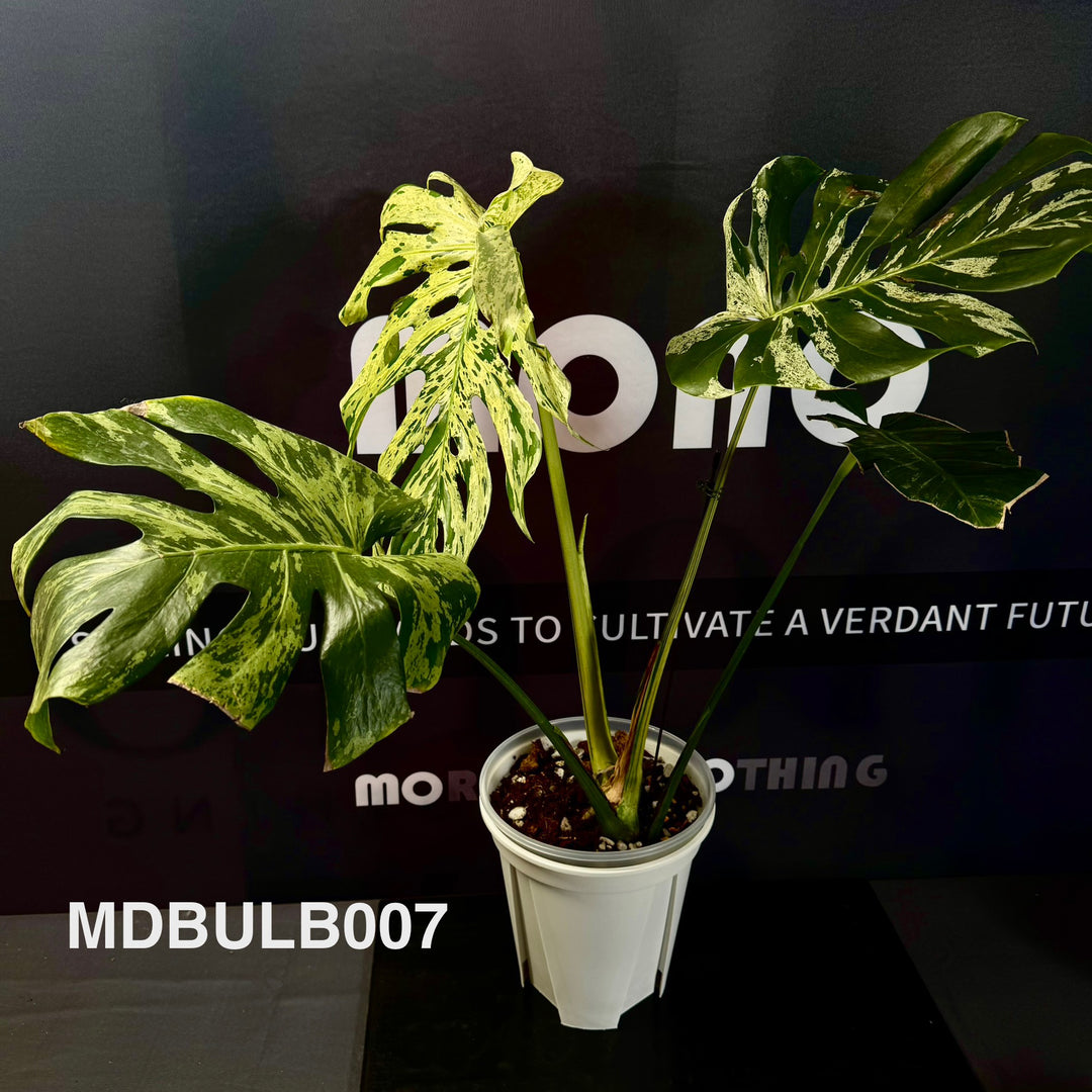 Monstera Deliciosa 【Bulbasaur】【妙蛙种子】[MDBULB]