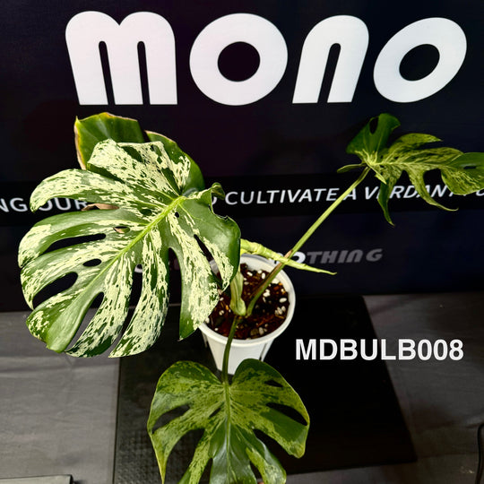 Monstera Deliciosa 【Bulbasaur】【妙蛙种子】[MDBULB]