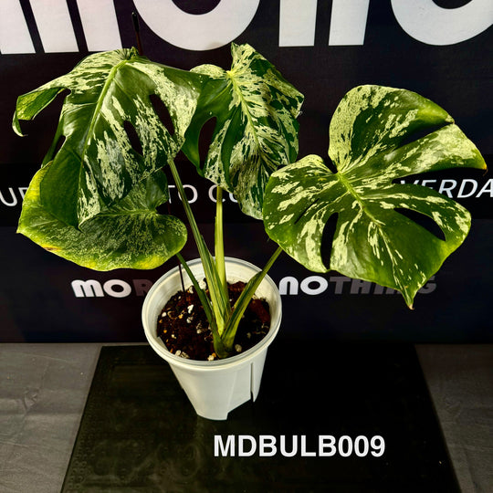 Monstera Deliciosa 【Bulbasaur】【妙蛙种子】[MDBULB]