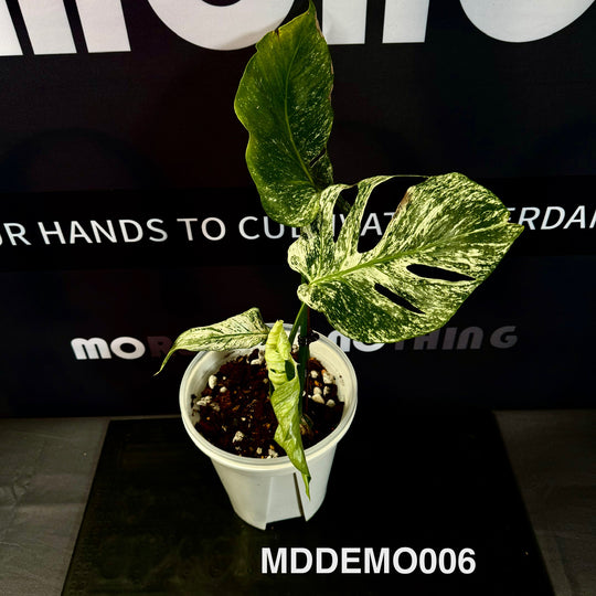 Monstera Deliciosa【Devil Monster】【薄荷芯片】[MDDEMO]