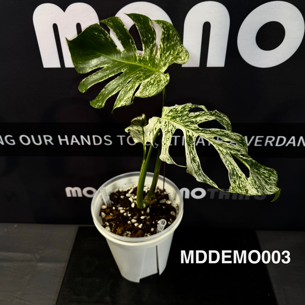 Monstera Deliciosa【Devil Monster】【薄荷芯片】[MDDEMO]