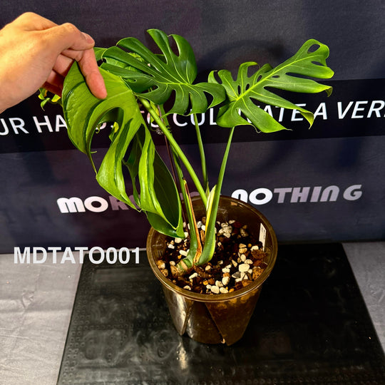 Monstera Deliciosa 【Tattoo】【纹身】[MDTATO]