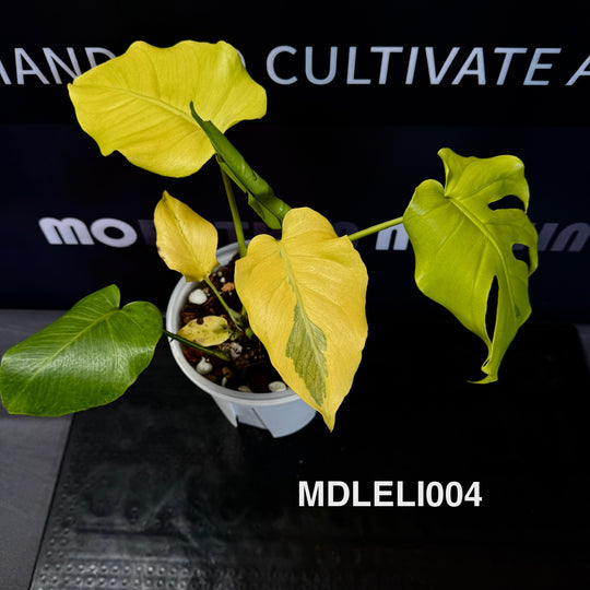 Monstera Deliciosa 【Lemon Lime】【芝士】[MDLELI]