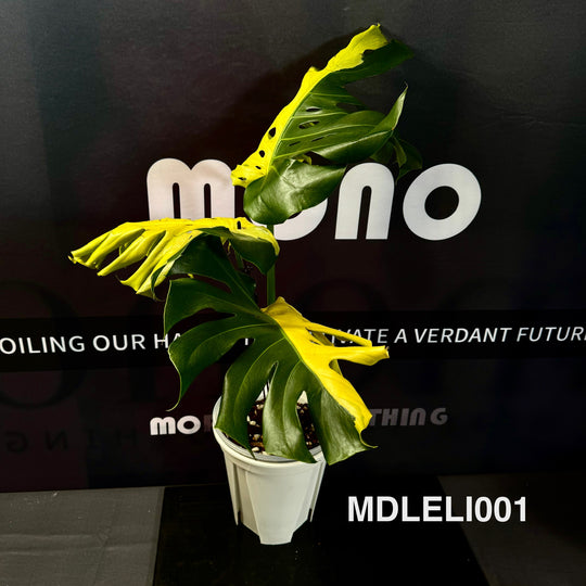 Monstera Deliciosa 【Lemon Lime】【芝士】[MDLELI]