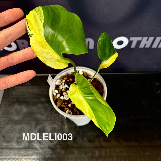Monstera Deliciosa 【Lemon Lime】【芝士】[MDLELI]